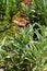 Sage plant growing in herb garden