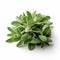 Sage Plant On White Background: Richly Layered, Nature-inspired Photography