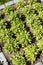 Sage plants in an aromatic garden