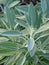 Sage plants (Salvia officinalis)