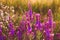 Sage salvia flower garden plant nature purple