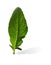 Sage, salvia leaf isolated on white background