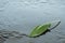 Sage Salvia leaf on water