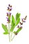 Sage (Salvia officinalis)