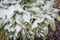 Sage salvia officinalis perennial plant in winter snow frozen garden in Texas, USA