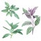 Sage, salvia. Set of leaves. Hand drawn