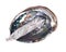 Sage smudge stick in bright polished rainbow abalone shell