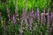 Sage sprigs flower background, green and purple
