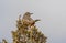 A Sage Thrasher Feeds on an Abundance of Juniper Berries in a Colorado Pinyon Juniper Woodland