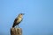 Sage Thrasher on a fence post in southern Colorado