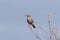 Sage Thrasher oreoscoptes montanus