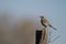 Sage Thrasher, Oreoscoptes montanus