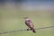 Sage Thrasher on a wire fence in southern Colorado