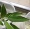 Sage at windowsill for rooting