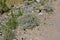 Sagebrush Artemisia rutifolia in steppe landscape of Altai mou