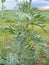 Sagebrush close up. Green leaves background. Power plant.