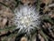 Sagebrush False Dandelion Seedhead