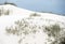 Sagebrush finds a way through the White Sands