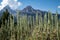 Sagebrush in foreground of the Teton Range mountains defocused in Grand Teton National Park Wyoming