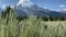 Sagebrush in foreground of the Teton Range mountains in Grand Teton National Park Wyoming