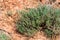 Sagebrush grows in semi-desert close