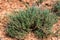 Sagebrush grows in semi-desert close