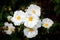 Sageleaf rock rose blooming in the garden, sage-leaved rock rose Cistus salviifolius, evergreen plant. Selective focus