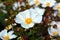 Sageleaf rock rose blooming in the light sunny day in the garden, Cistus salviifolius evergreen plant