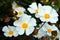 Sageleaf rock rose blooming in the light sunny day in the garden, Cistus salviifolius evergreen plant