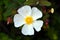 Sageleaf rock rose blooming in the light sunny day in the garden, sage-leaved rock rose