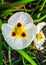 Sagittaria Montevidensis Flower image