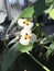 Sagittaria montevidensis or Giant arrowhead flower.