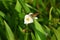 Sagittaria trifolia (Threeleaf arrowhead) flowers. Alismataceae perennial aquatic plants.