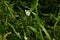 Sagittaria trifolia (Threeleaf arrowhead) flowers. Alismataceae perennial aquatic plants.