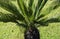 Sago cycad palm tree