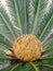 Sago cycas