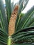 Sago cycas