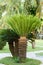 Sago cycas