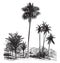 Sago, Ordinary palm tree, Areca catechu, vintage engraving