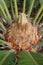 Sago Palm 2