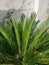 Sago palm in bloom