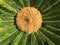 Sago palm with blossom cyca revoluta female in garden