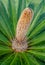 Sago Palm Cone