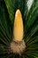 Sago Palm Cycad Male Flower