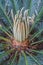 SAGO Palm, Cycas plant buds