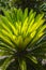 Sago palm leaves Cycas revoluta