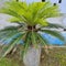 Sago palm plants