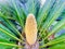Sago palm. A species of Cycad.