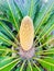 Sago palm. A species of Cycad. Vertical photo image.