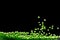 Sago seeds flying explosion, green grain wave floating. Abstract cloud fly splash in air. Green colored Sago seeds is material
